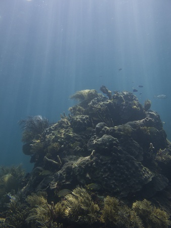 Coral reef under sun rays, home to many species of fishの写真素材