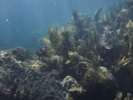 Coral reed sprinkeled with divers bubblesの写真素材