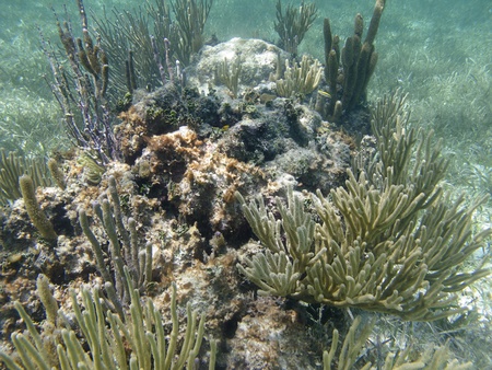 Caribbean coral reef home to small yellow fishの写真素材
