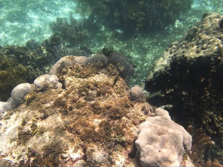Small coral cliff home to many fishの写真素材