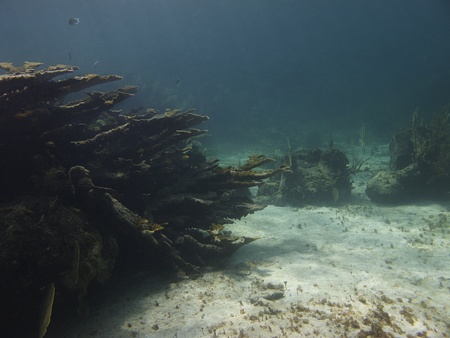 Large coral reef home to many species of fishの写真素材