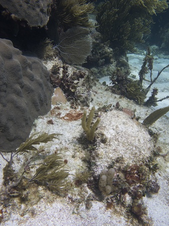 Coral reef at the bottom of the seaの写真素材