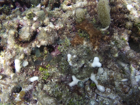 close up a of multicolored coral reef hidding a fishの写真素材
