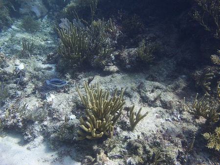 Coral reef home to many species of fishの写真素材