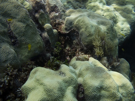 Coral reef home of little yellow fishの写真素材