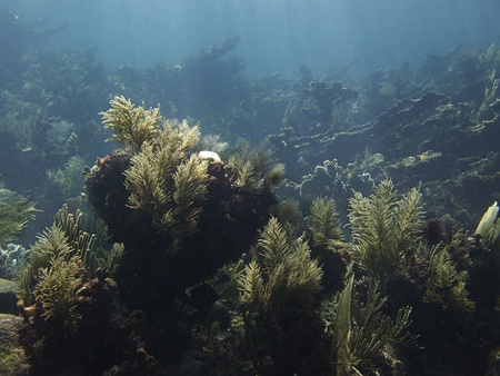 Coral reef at the bottom of the seaの写真素材