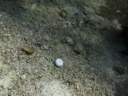 dead sea urchin at the bottom of the seaの写真素材