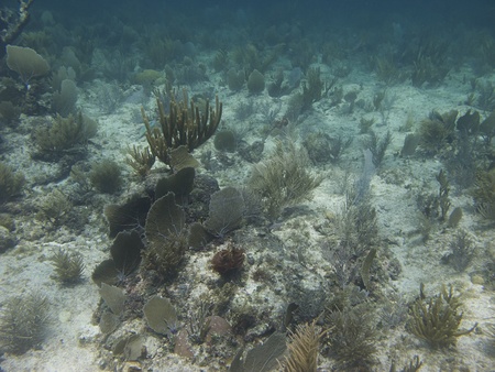 Coral reef at the bottom of the ocean floorの写真素材
