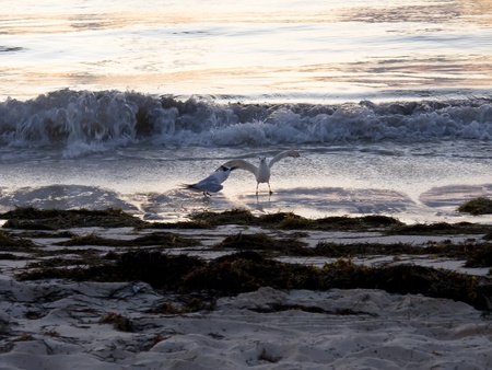 Two seagulls fighting on the beachの写真素材