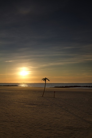 Sun rising over a decorative palm tree at Coney's Island beachの写真素材