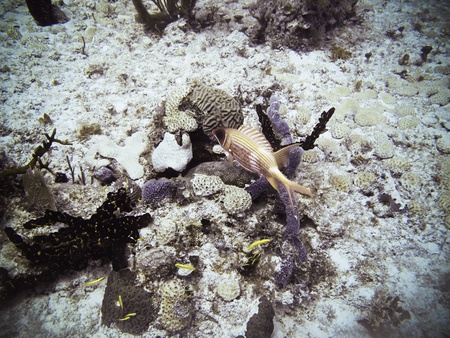 Ugly red fish swimming in a reefの写真素材