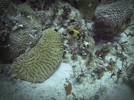 Small fish swimming in a coral reefの写真素材
