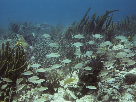 school of white fish swimming in a reefの写真素材