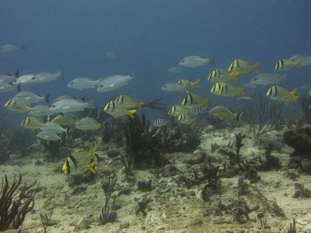 School of fish swimming over a reefの写真素材
