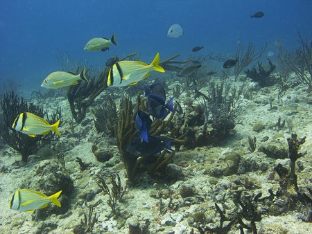 mutliple school of fish swimming over a reefの写真素材