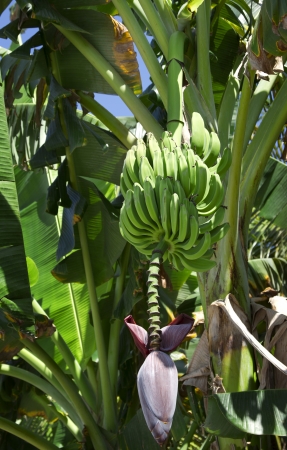Banana flower in the jungleの写真素材