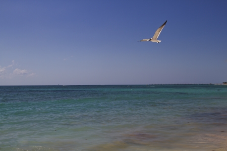 seagull flying over a beachの写真素材