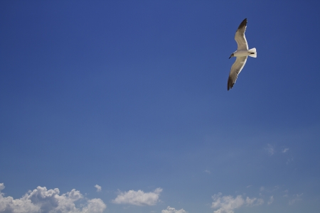 seagull flying against a blue skyの写真素材