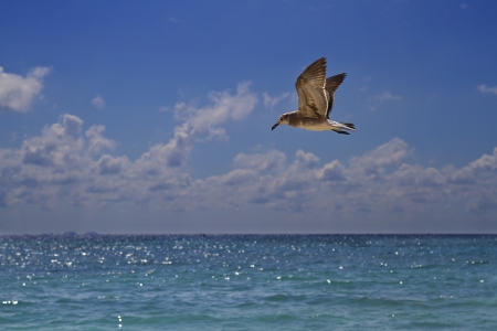 juvenile seagull flying over the oceanの写真素材
