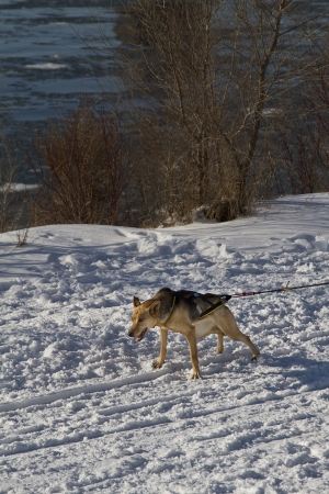 German shepperd dog sleigh ready to goの写真素材