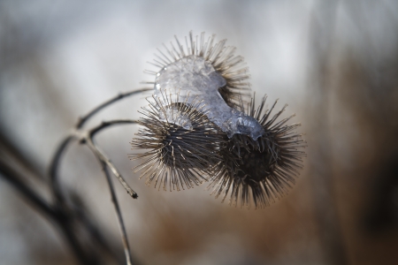 dried burdock overed with a sheet of iceの写真素材