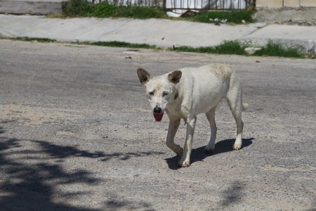 white stray dog walking the street of playa del carmenの写真素材
