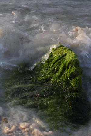 rock covered with green algea being pounded by wavesの写真素材
