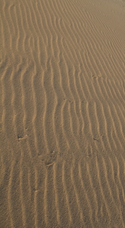 Wind blown sand at sunriseの写真素材