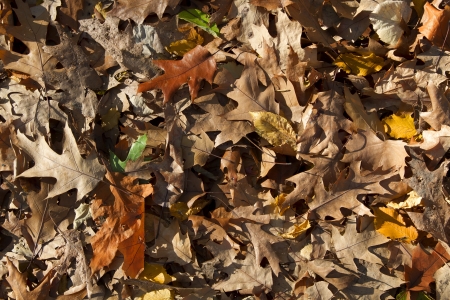 Bed of multicolored dried leaves の写真素材