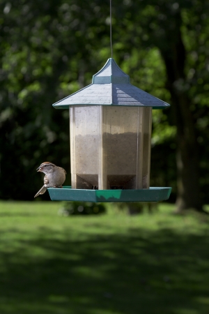 Chipping Sparrow on bird feeder with a seed in it's beakの写真素材