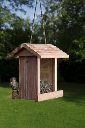 small female purple finch on the side of bird feederの写真素材