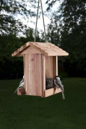 two Black-capped Chickadee facing across each other on a bird feederの写真素材