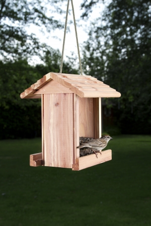 Chipping Sparrow on bird feederの写真素材