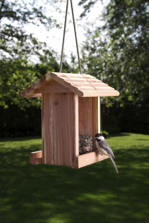 Black-capped Chickadee on a bird feederの写真素材