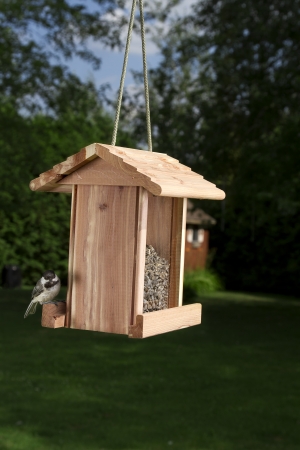 Black-capped Chickadee on a bird feederの写真素材