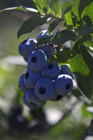 Blueberries hanging from the treeの写真素材