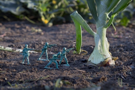 Green army toy soldier attacking an onion in the gardenの写真素材