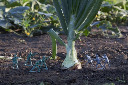 gray and green toy soldier fighting for a onion in a gardenの写真素材
