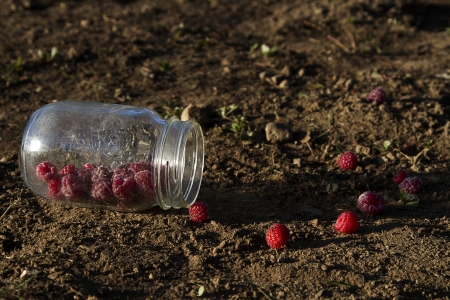 raspberrie in a jar fallen on the ground with scattered raspberrieの写真素材