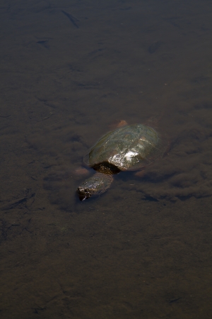 snapping turtle swimming underwaterの写真素材