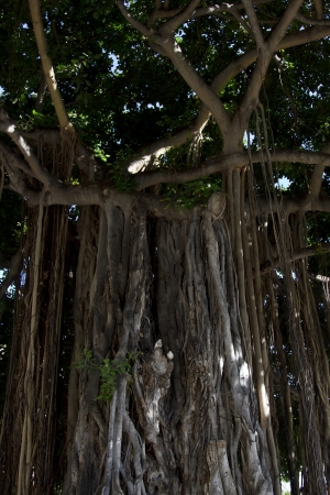 two pidgeon in a banyan treeの写真素材
