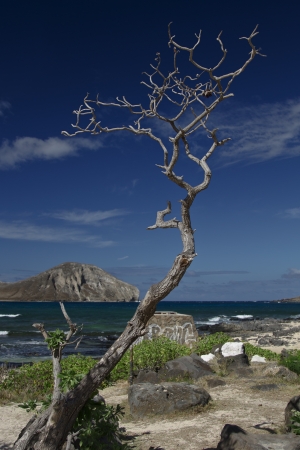 dried up leaveless tree by the beachの写真素材