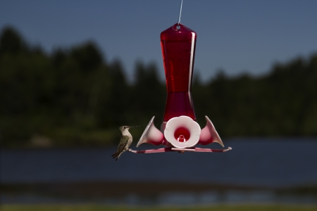 female ruby hummingbird on a bird feederの写真素材