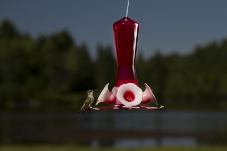 female ruby hummingbird on a bird feederの写真素材