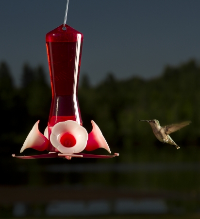 female ruby hummingbird in full flight going to a bird feederの写真素材
