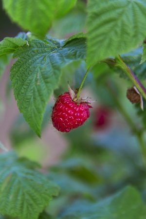 single raspberry in the bushの写真素材