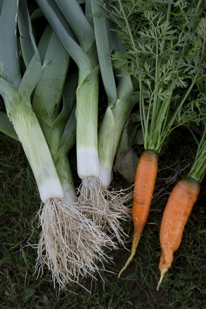 fresh garden carrots and leak on the grassの写真素材