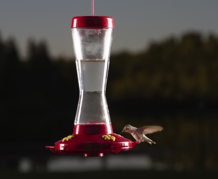 female ruby hummingbird sipping out of a bird feederの写真素材