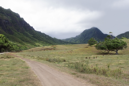tree by the road in a valleyの写真素材