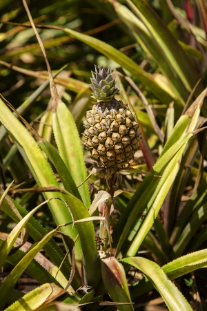 small pineapple growing the in wildの写真素材